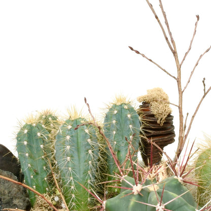 Cactus plant with spines against a blurred background