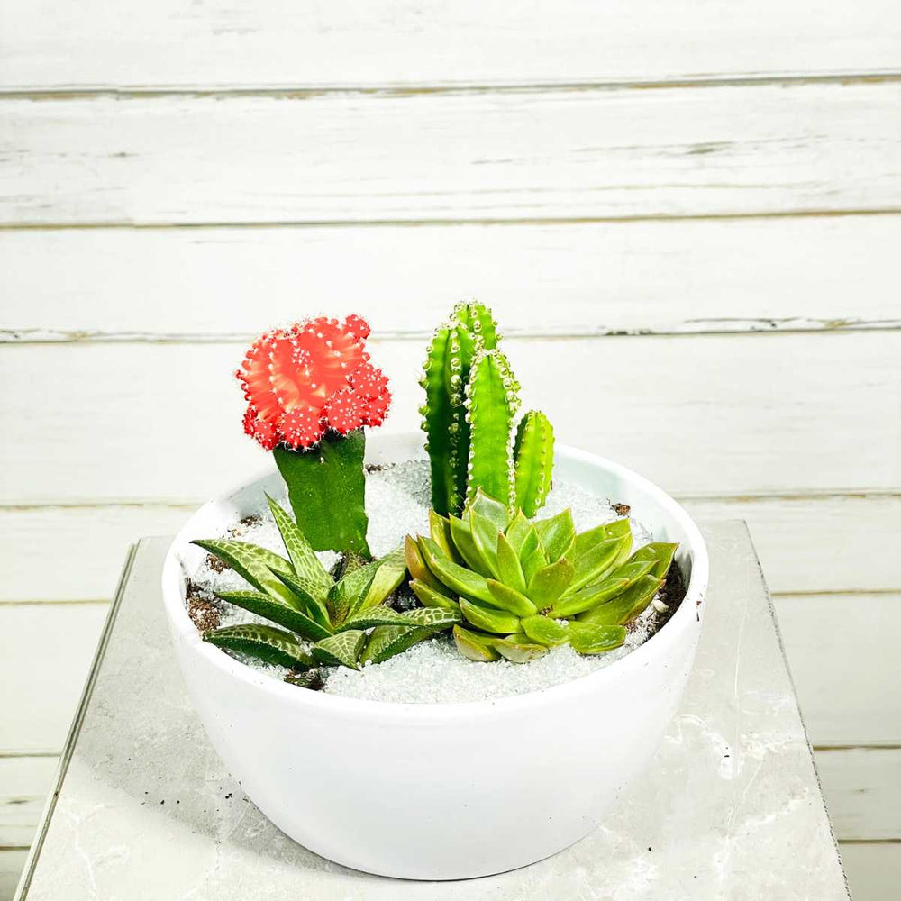 Vibrant cactus plant arrangement for Coquitlam delivery from Adele Rae Florists