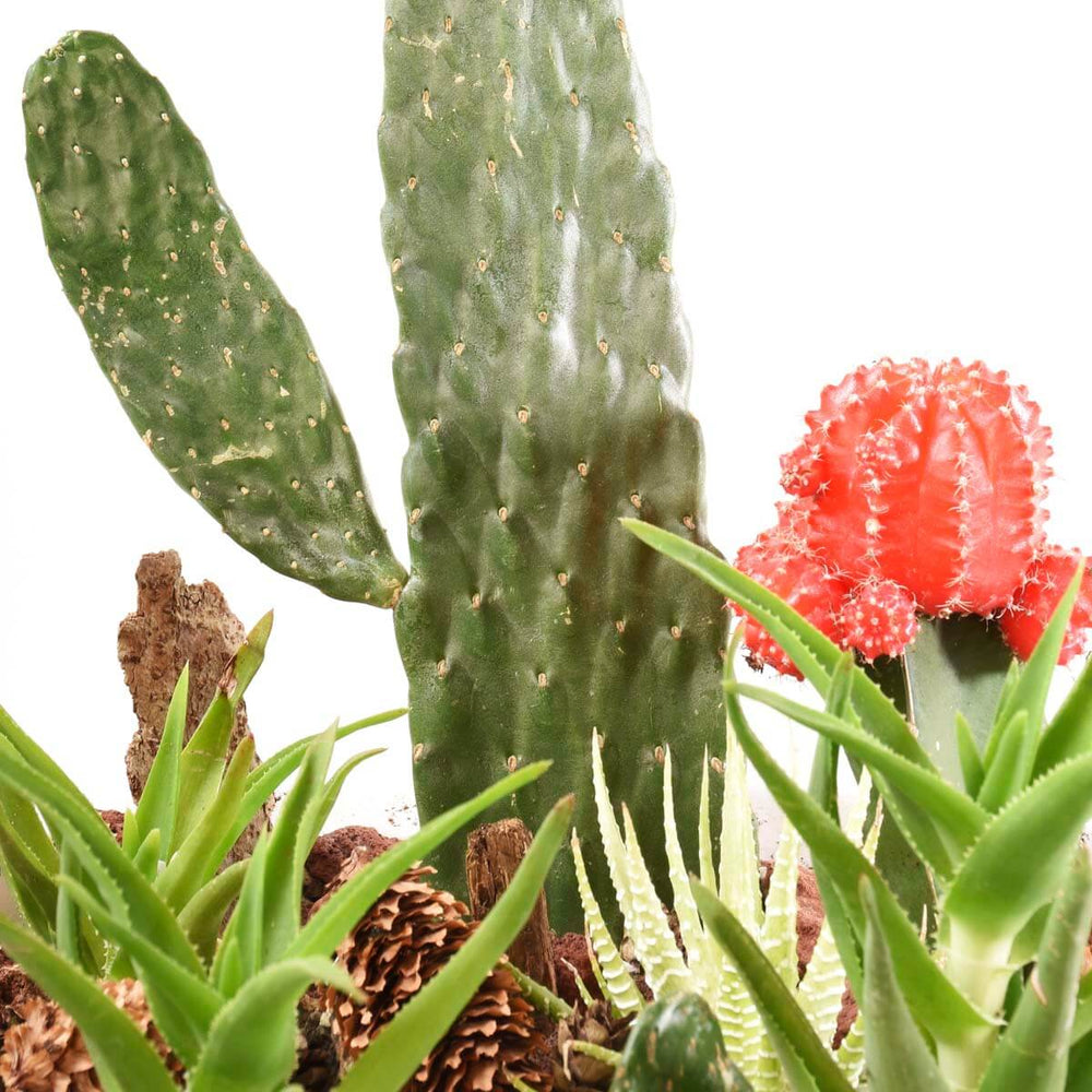 Jardins de cactus de Sonora (AR2083)