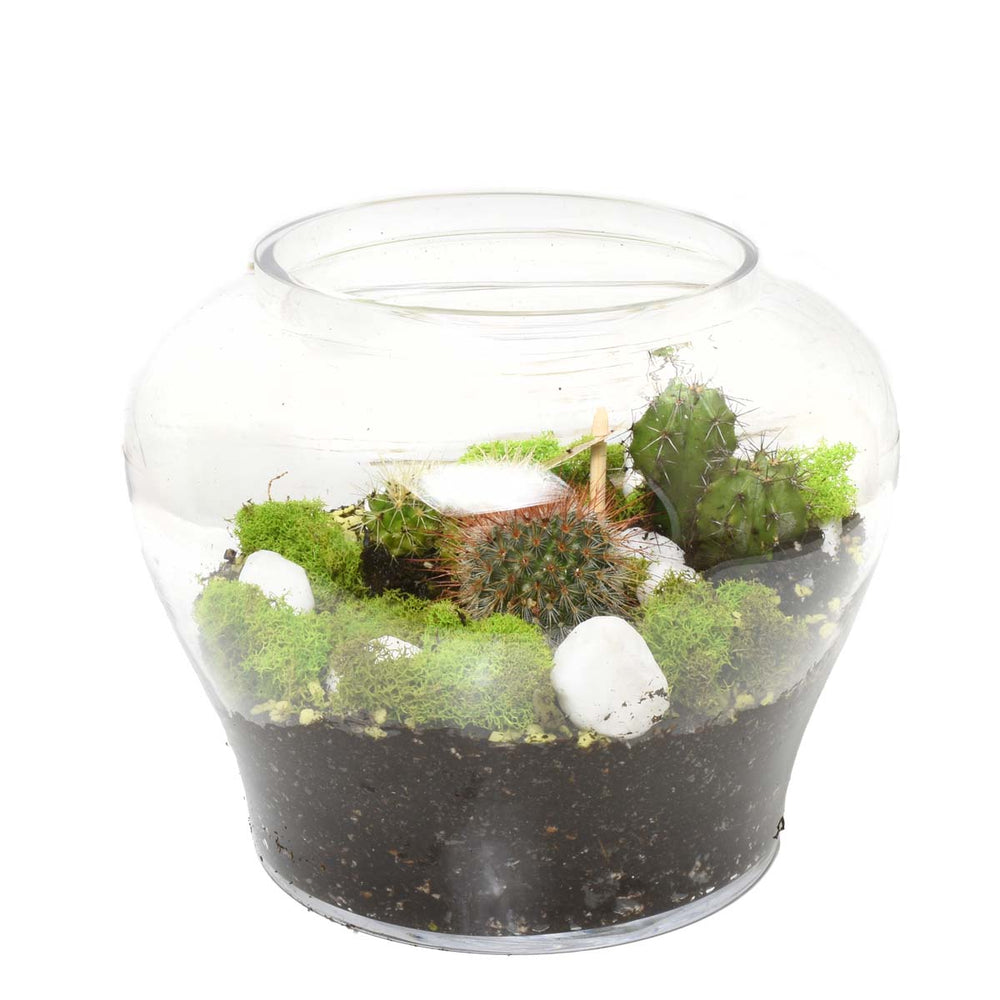 Le terrarium des cactus (AR4234)
