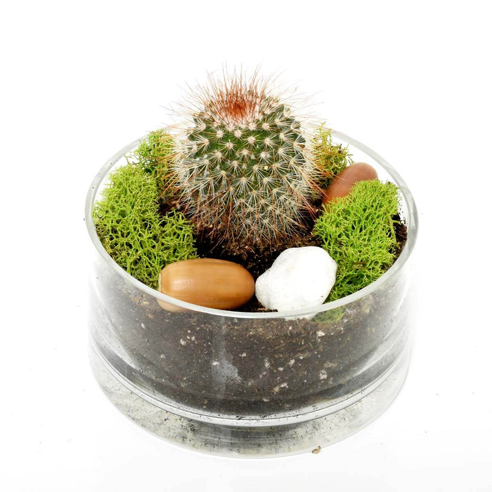 Sahara Cacti Garden (AR2084)