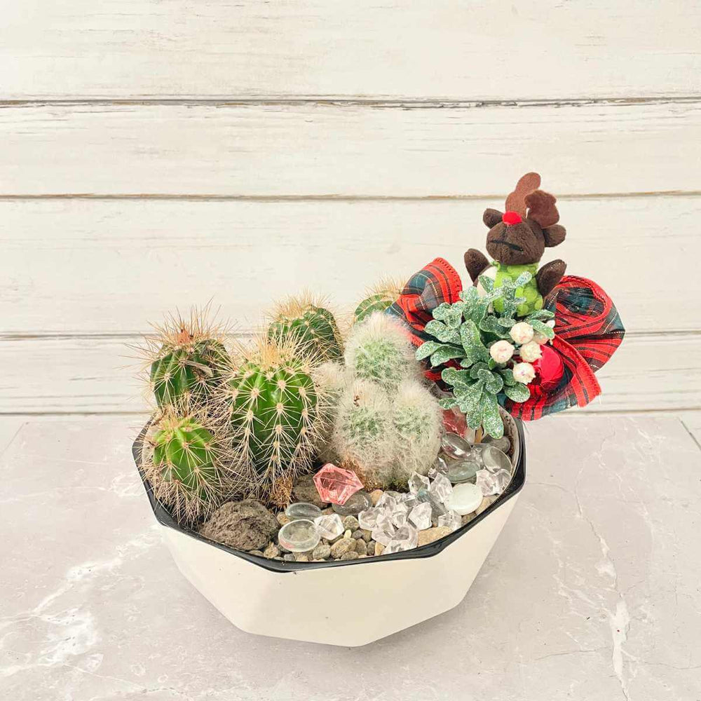 The Cacti Christmas Garden (AR4807)