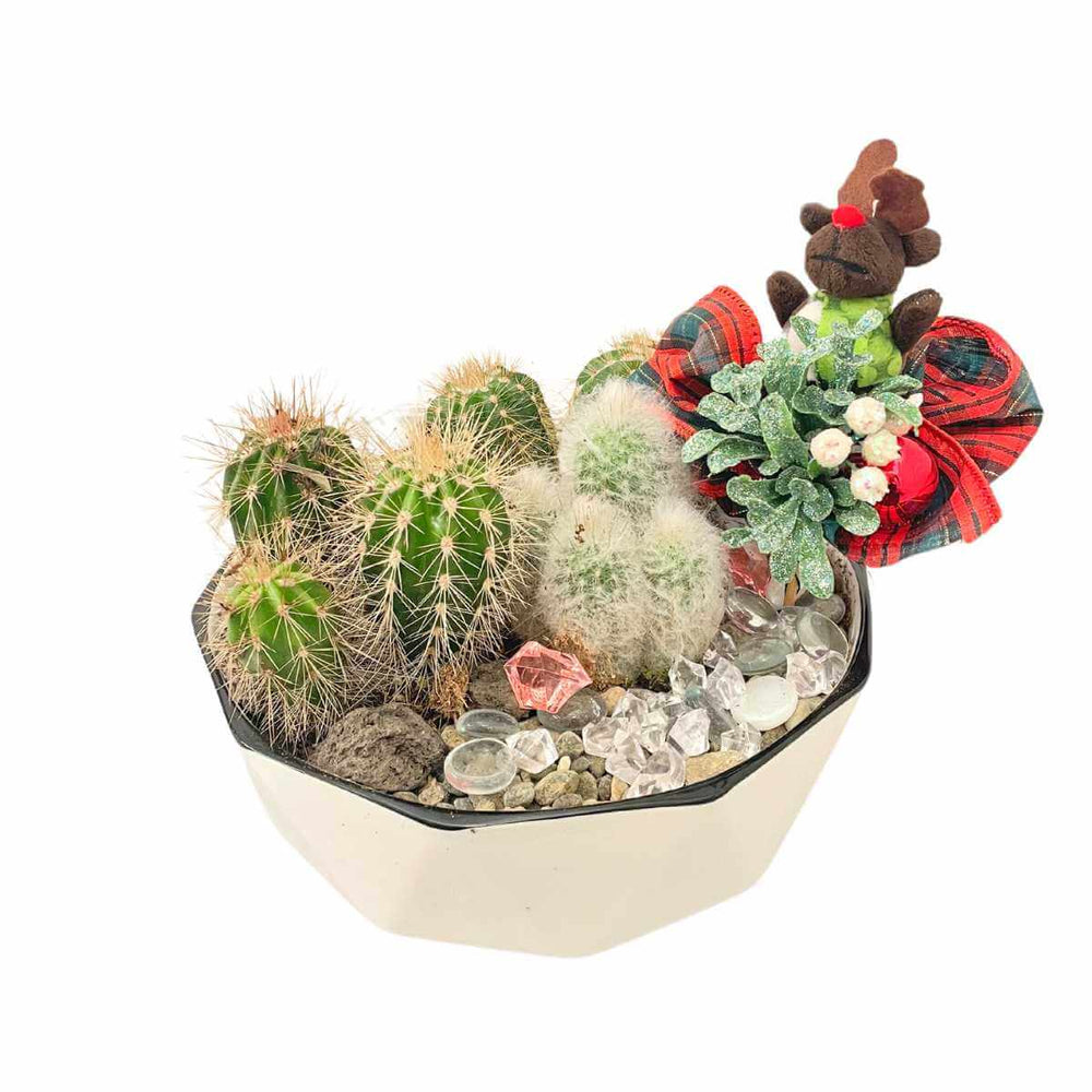 The Cacti Christmas Garden (AR4807)