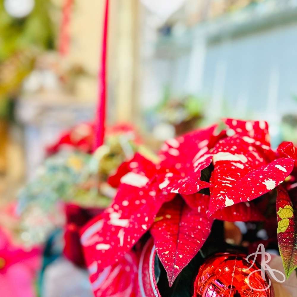 Christmas flower collection by Burnaby Florist Adele Rae