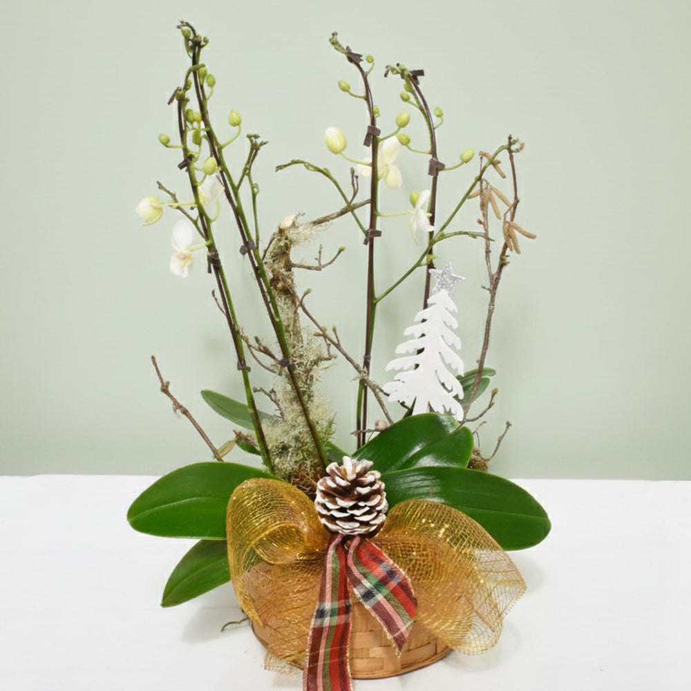 The Christmas Mini Orchid Planter (AR2465)