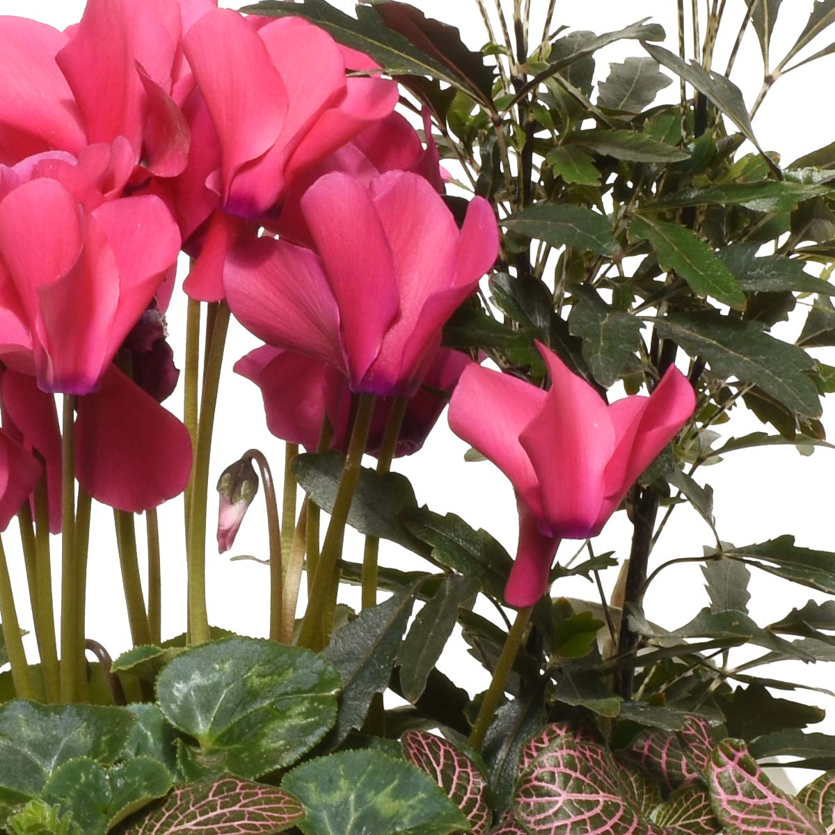 Gardens of Oaxaca (AR4232)