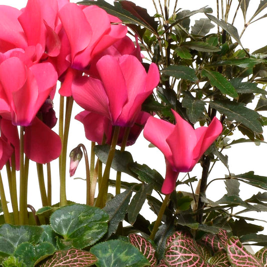 Gardens of Oaxaca (AR4232)