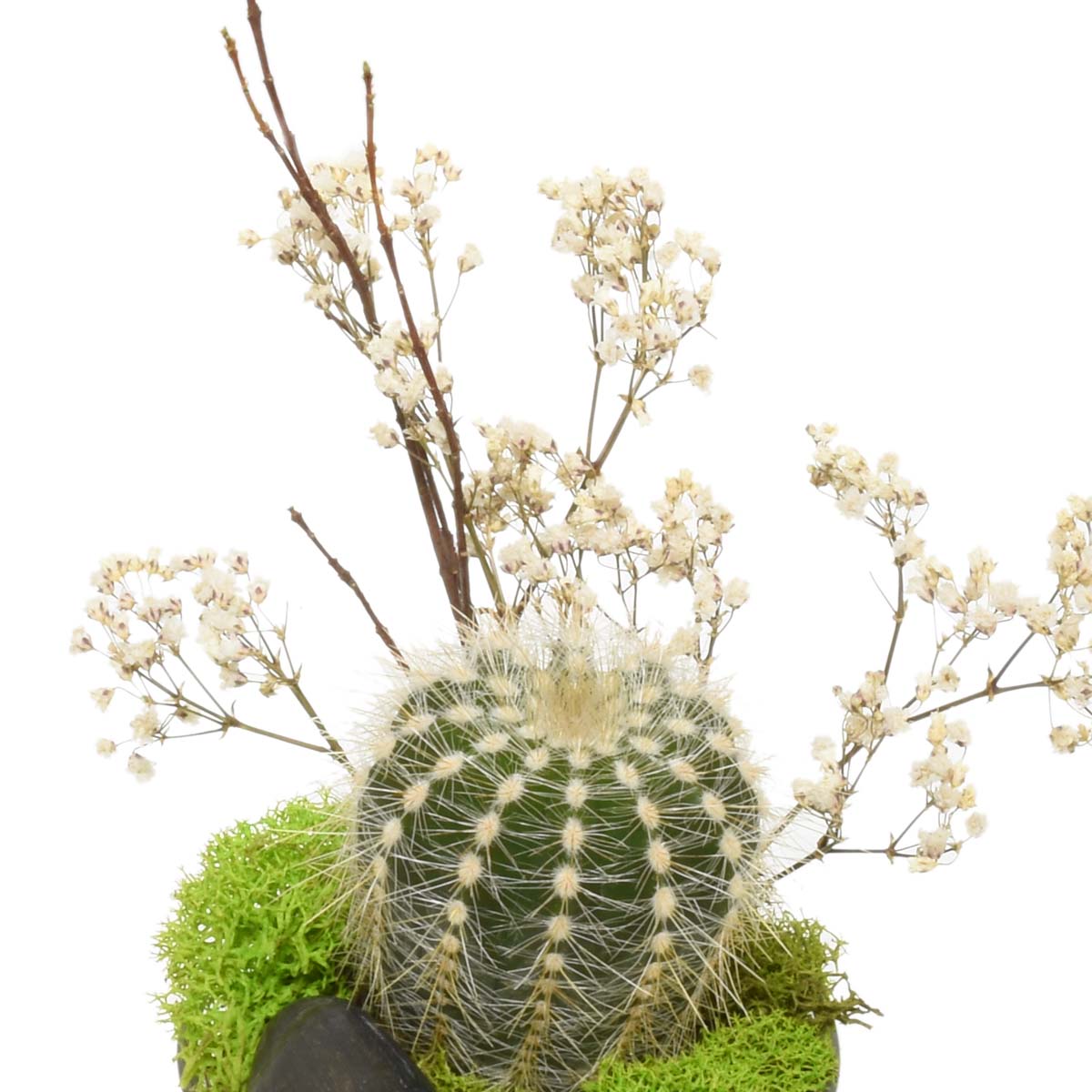 A Desert Oasis Succulent Arrangement (AR2292)
