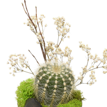 A Desert Oasis Succulent Arrangement (AR2292)