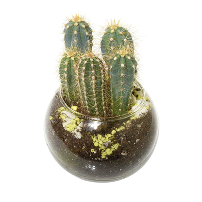 Terrarium with a cactus plant on a white background