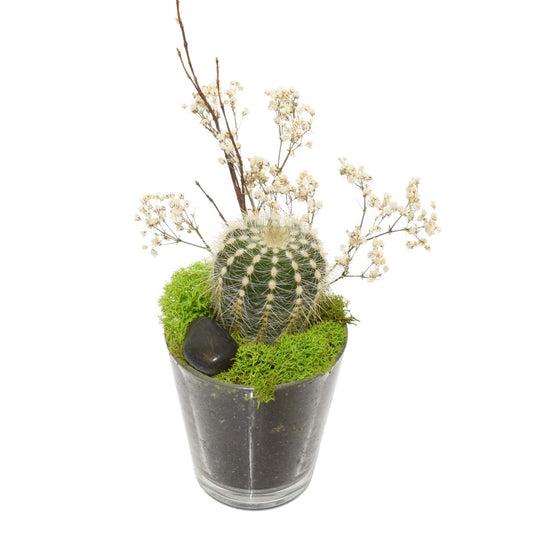 A Desert Oasis Succulent Arrangement (AR2292)