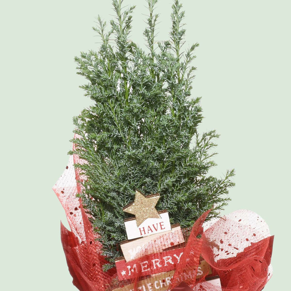 A Christmas Carol Tree (AR2700)