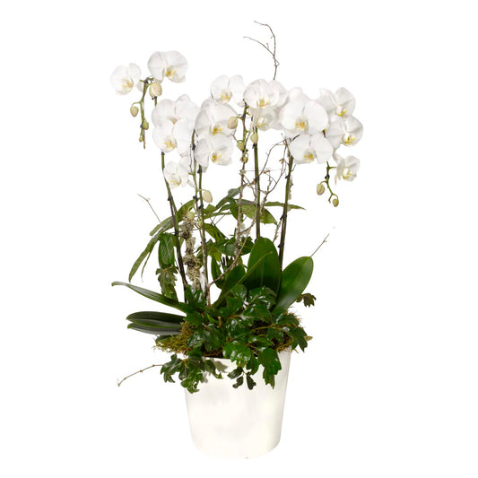 Grande Quad-Stem Orchid Subscription (SR2019)