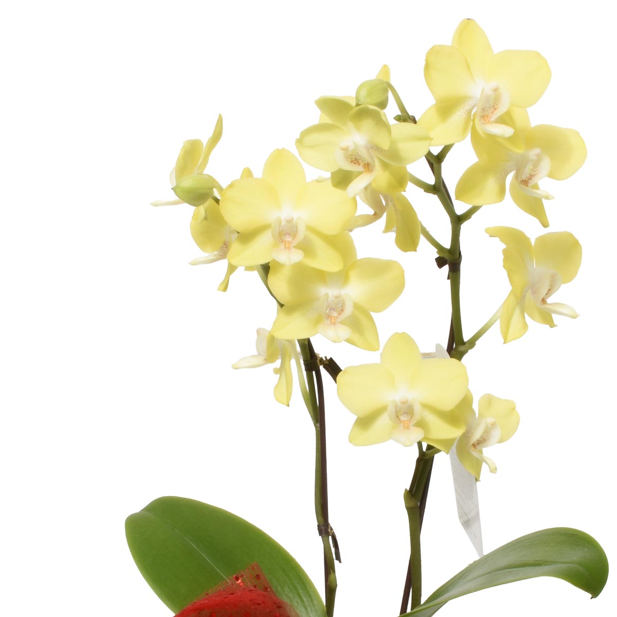 Golden Elegance Double Stem Mini Orchid (AR2652)