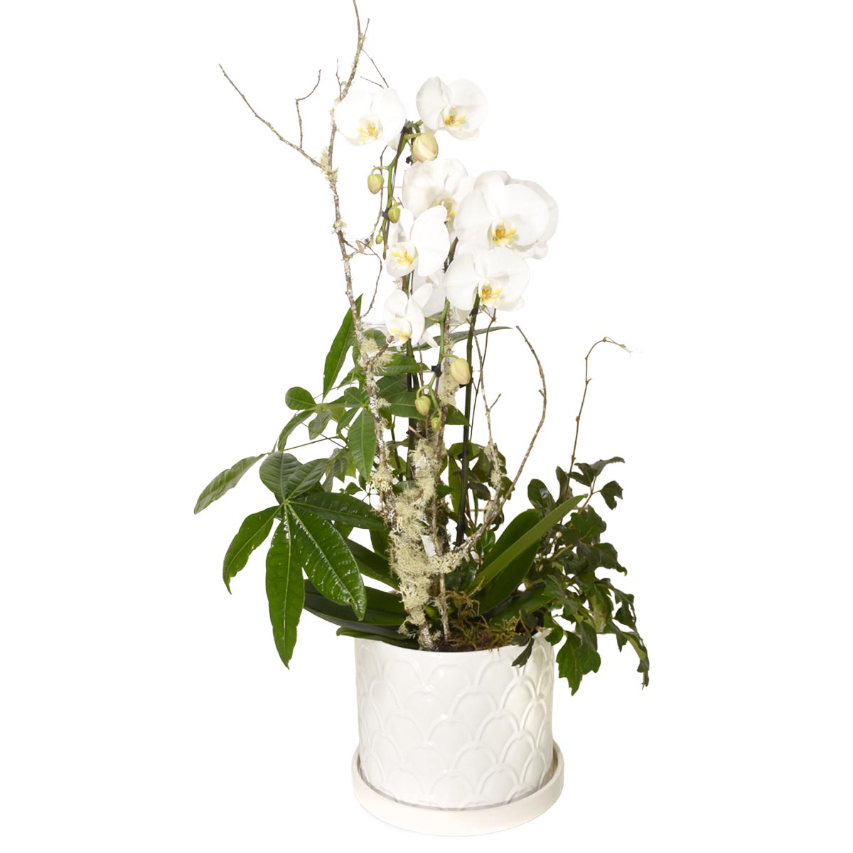 Eternity Orchid (AR1632)