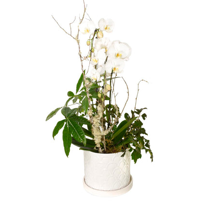 Eternity Orchid (AR1632)