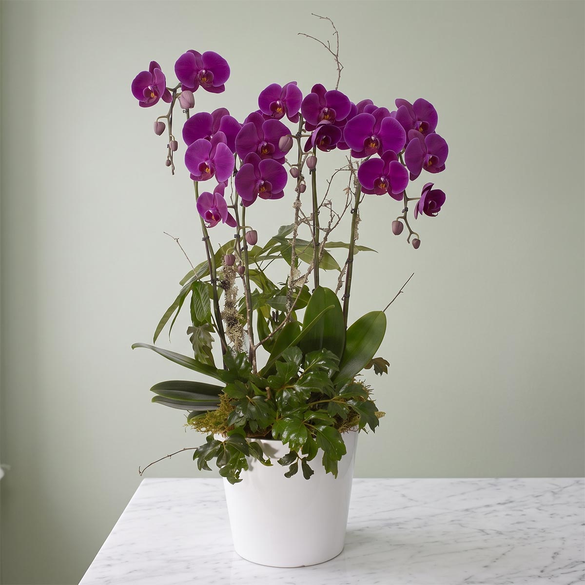 Grande Quad-Stem Orchid Subscription (SR2019)
