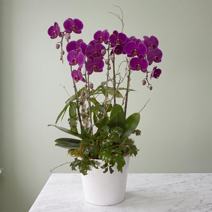 Grande Quad-Stem Orchid Subscription (SR2019)