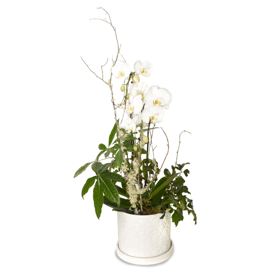 Deluxe Orchid & Tropical Plant Subscription (SR2018)