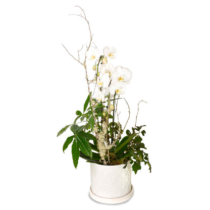Abonnement de Luxe Orchidées & Plantes Tropicales (SR2018)