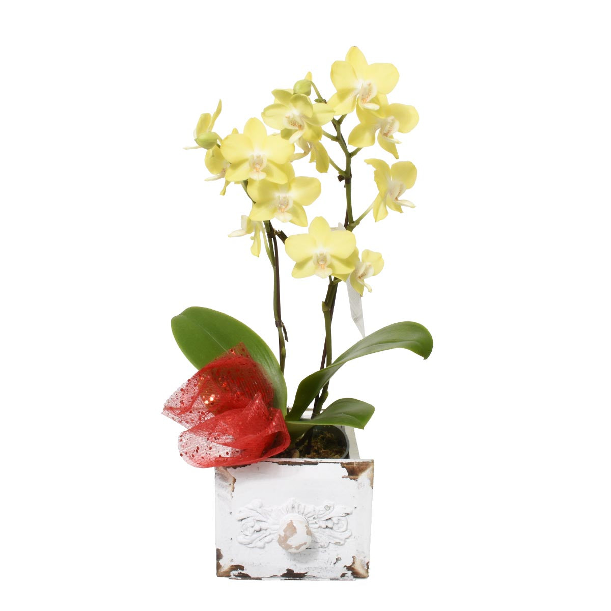 Golden Elegance Double Stem Mini Orchid (AR2652)