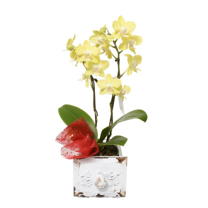 Golden Elegance Double Stem Mini Orchid (AR2652)