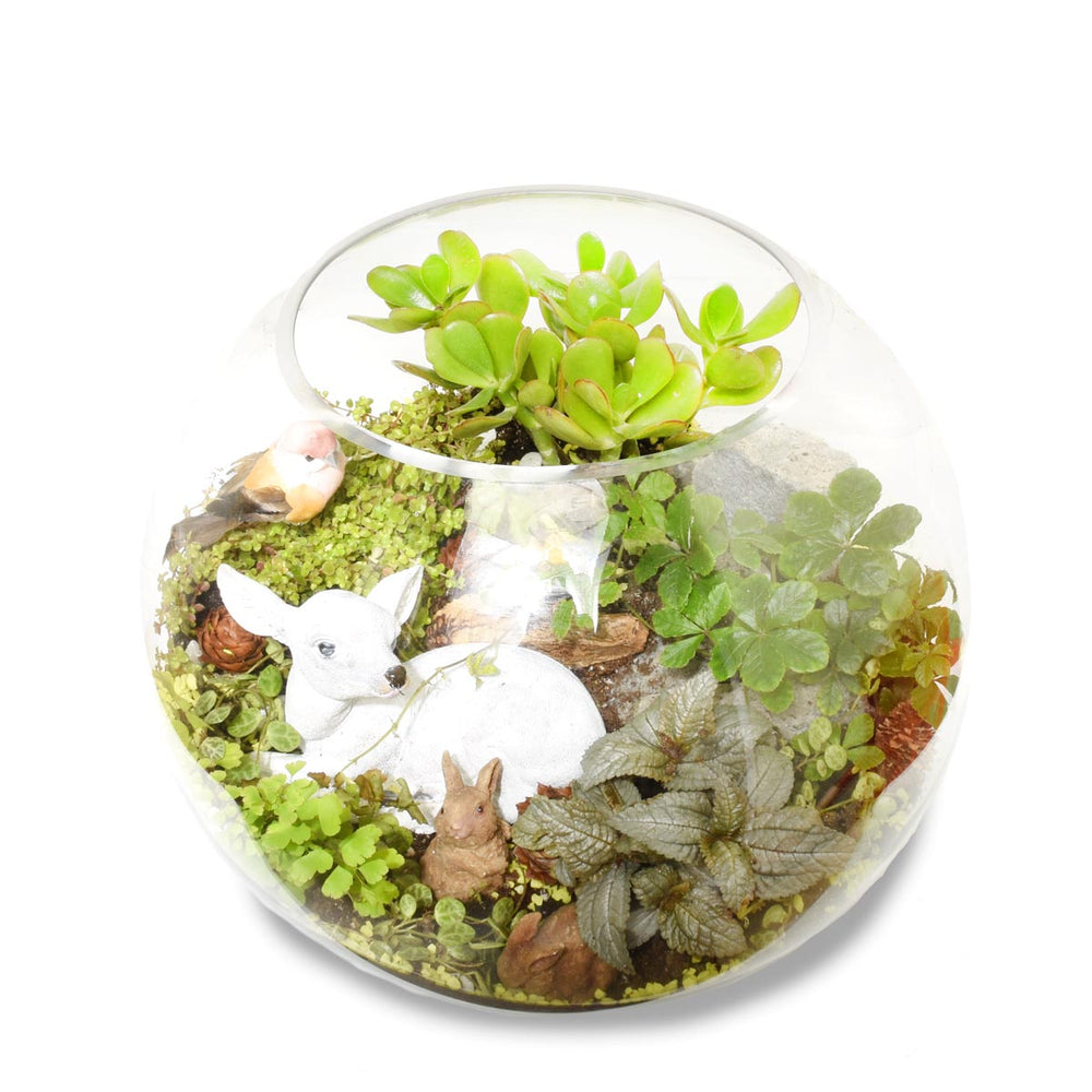 長灘島熱帶植物園 (AR2509)