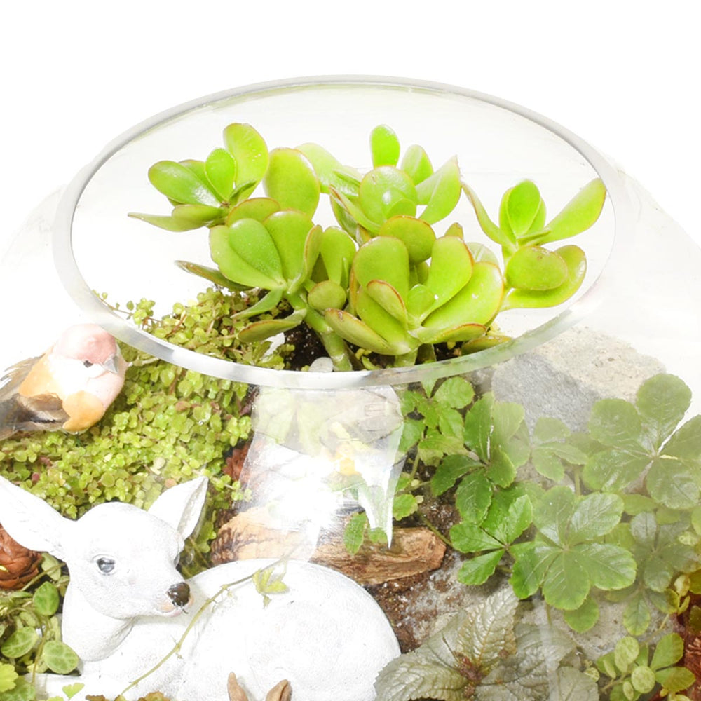 長灘島熱帶植物園 (AR2509)