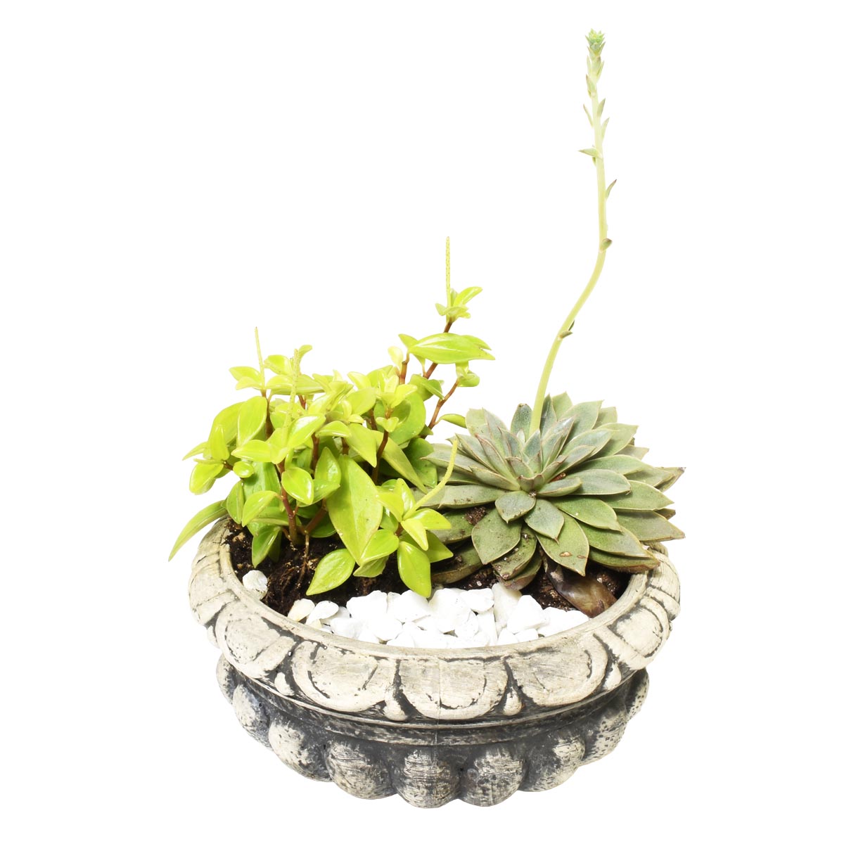 Small potted plant with succulents in a decorative pot on a white background