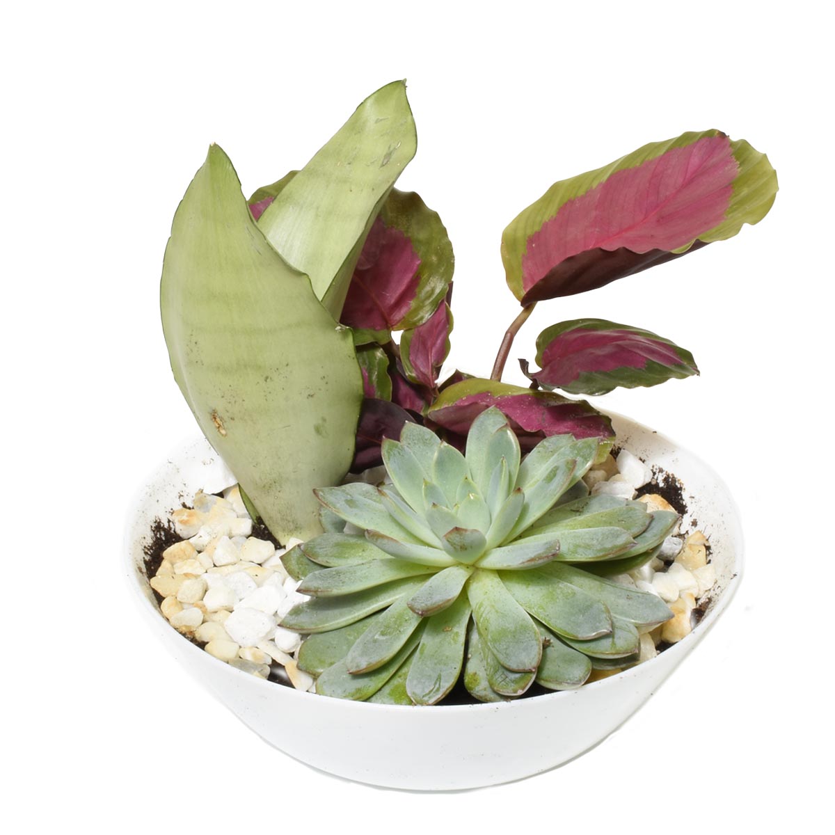 Jardins d'Eden Jardin Tropical (AR2512)