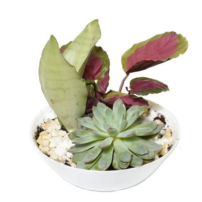 Jardins d'Eden Jardin Tropical (AR2512)