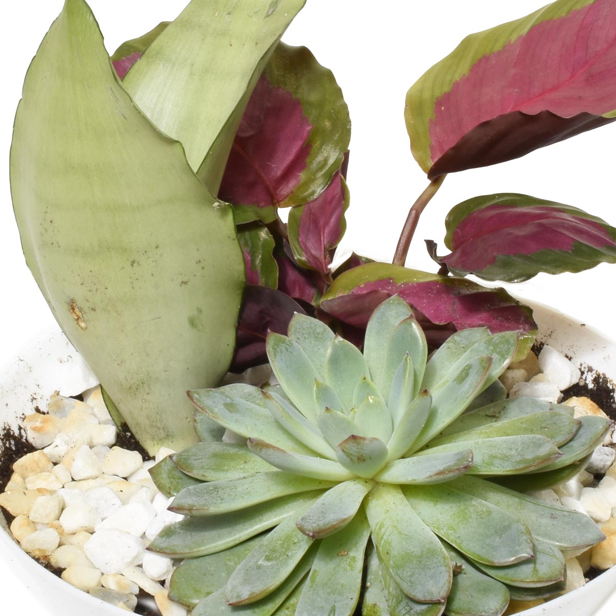 Jardins d'Eden Jardin Tropical (AR2512)