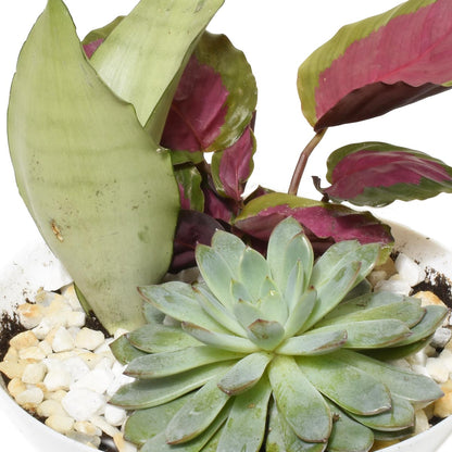 Jardins d'Eden Jardin Tropical (AR2512)