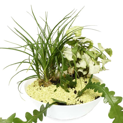 Gardens of Eden Tropical Garden (AR2512)