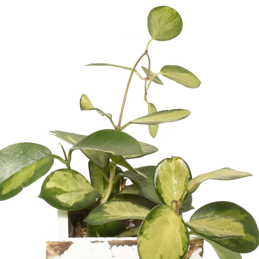 Gardens of Oaxaca (AR4232)