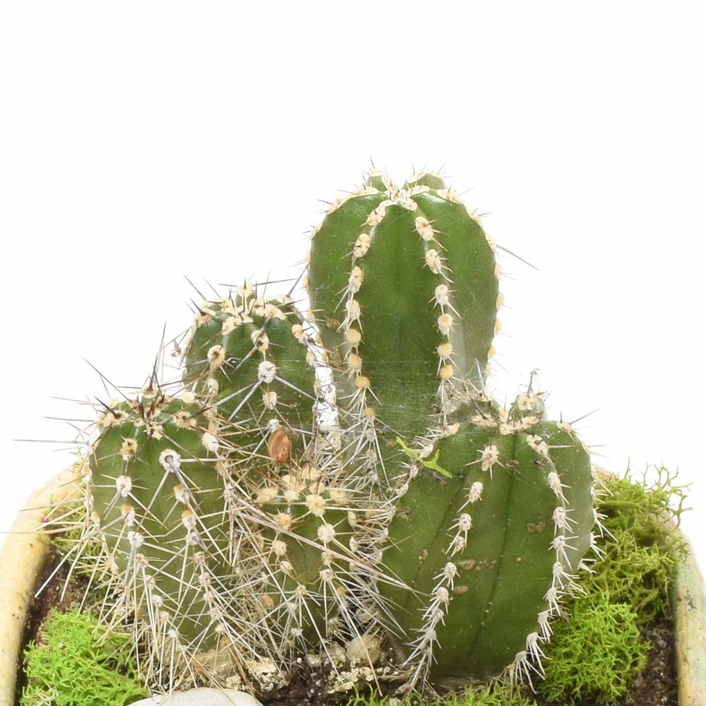 Gardens of San Miguel (AR4023)