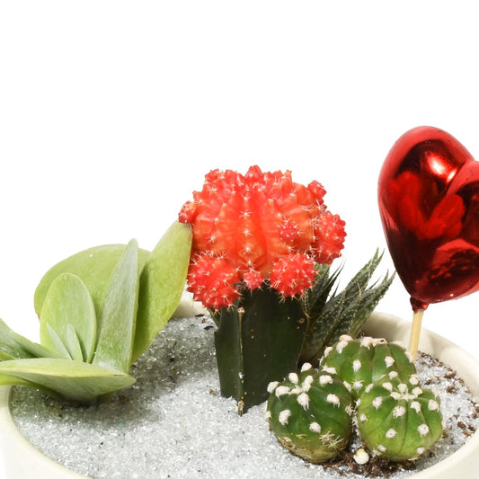 Gardens of San Sebastian  (AR2291)