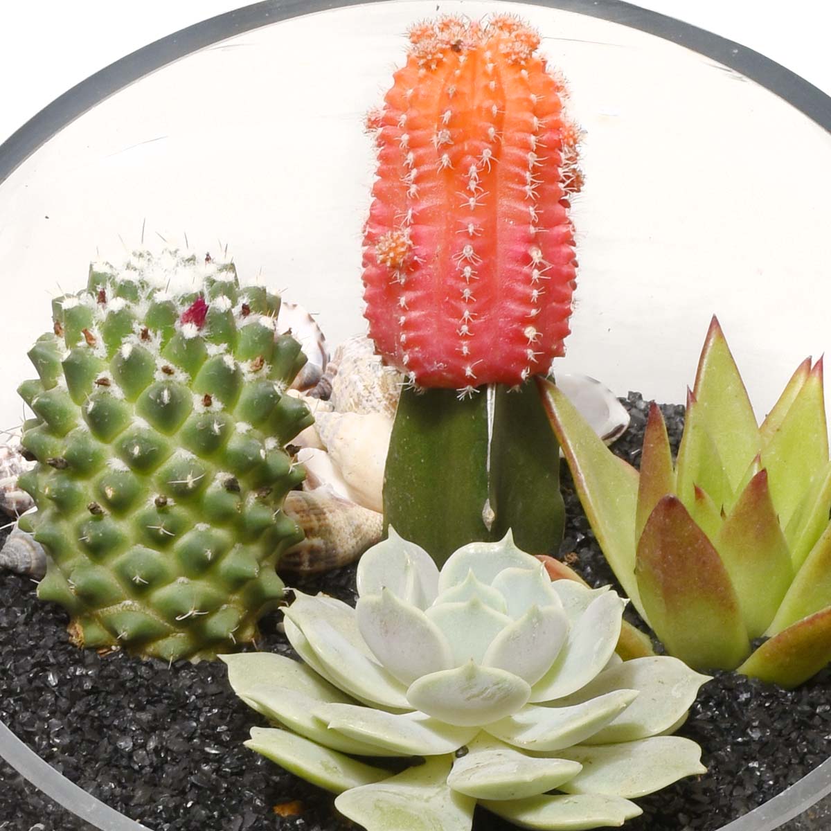 Gardens of Santa Fe Terrarium (AR2504)