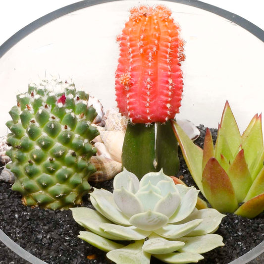 Gardens of Santa Fe Terrarium (AR2504)