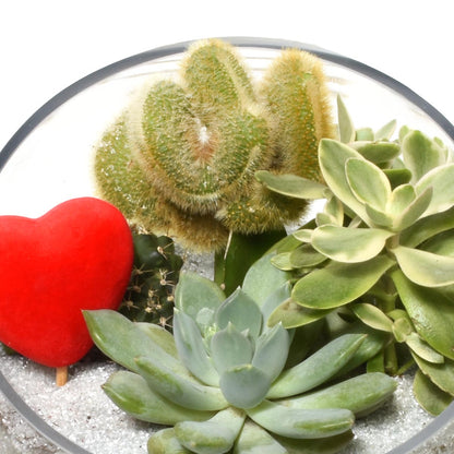 Gardens of Santa Fe Terrarium (AR2504)