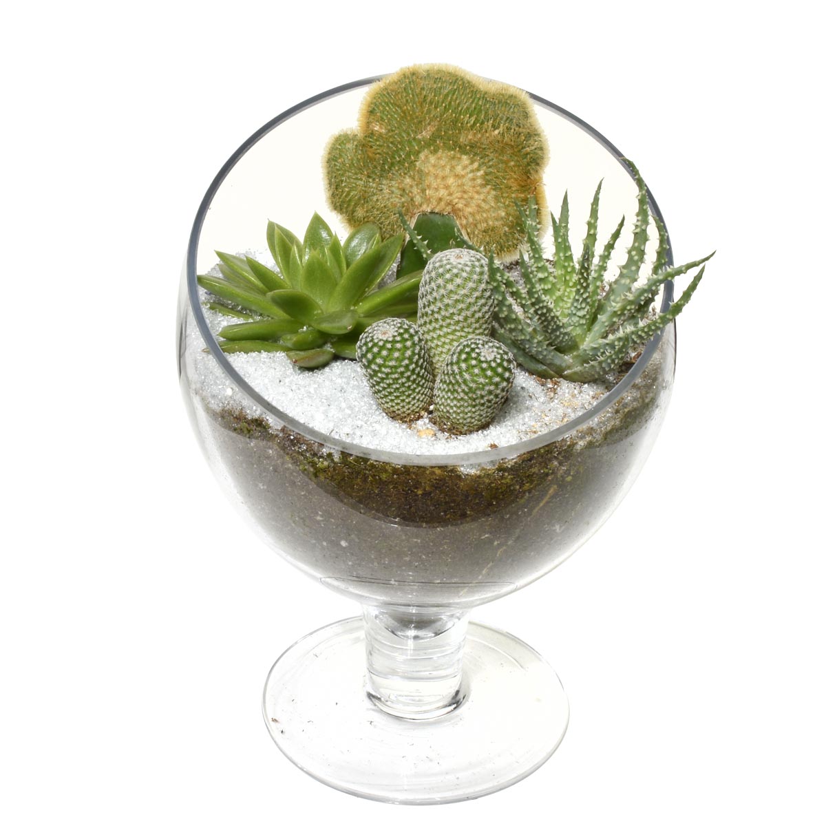 Gardens of Santa Fe Terrarium (AR2504)