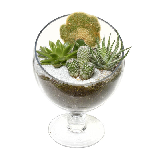 聖達菲玻璃容器花園 (AR2504)