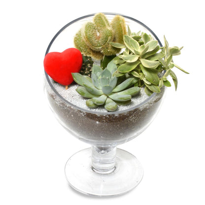 Gardens of Santa Fe Terrarium (AR2504)