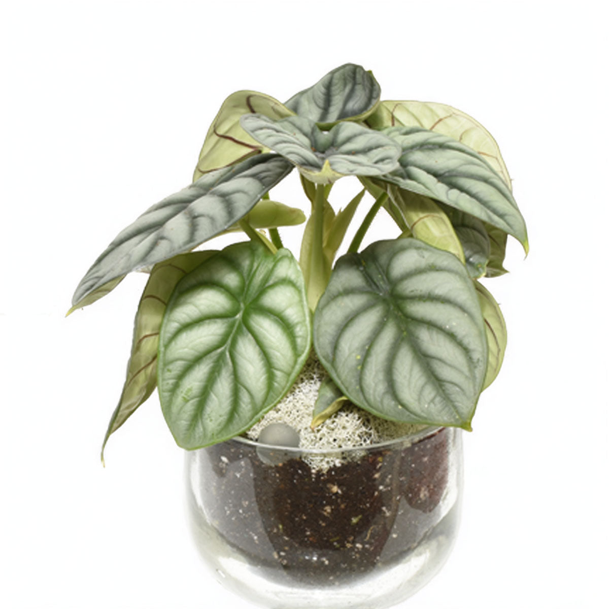 Gardens of Santa Fe Terrarium (AR2504)