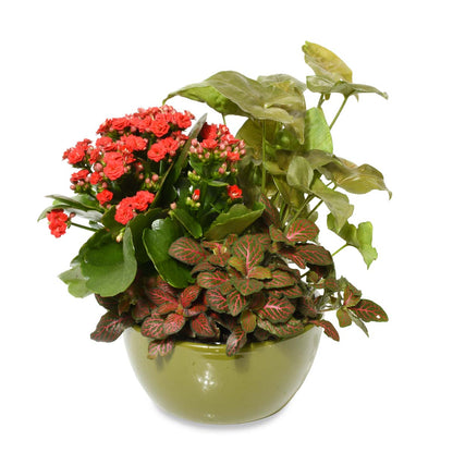 Gardens of Pereira (AR2507)