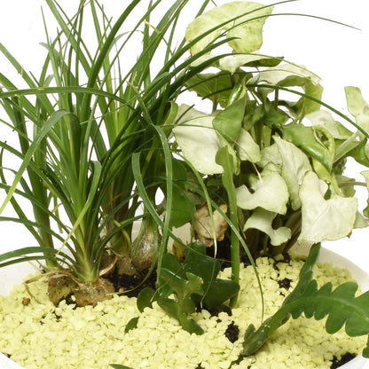 Gardens of Eden Tropical Garden (AR2512)