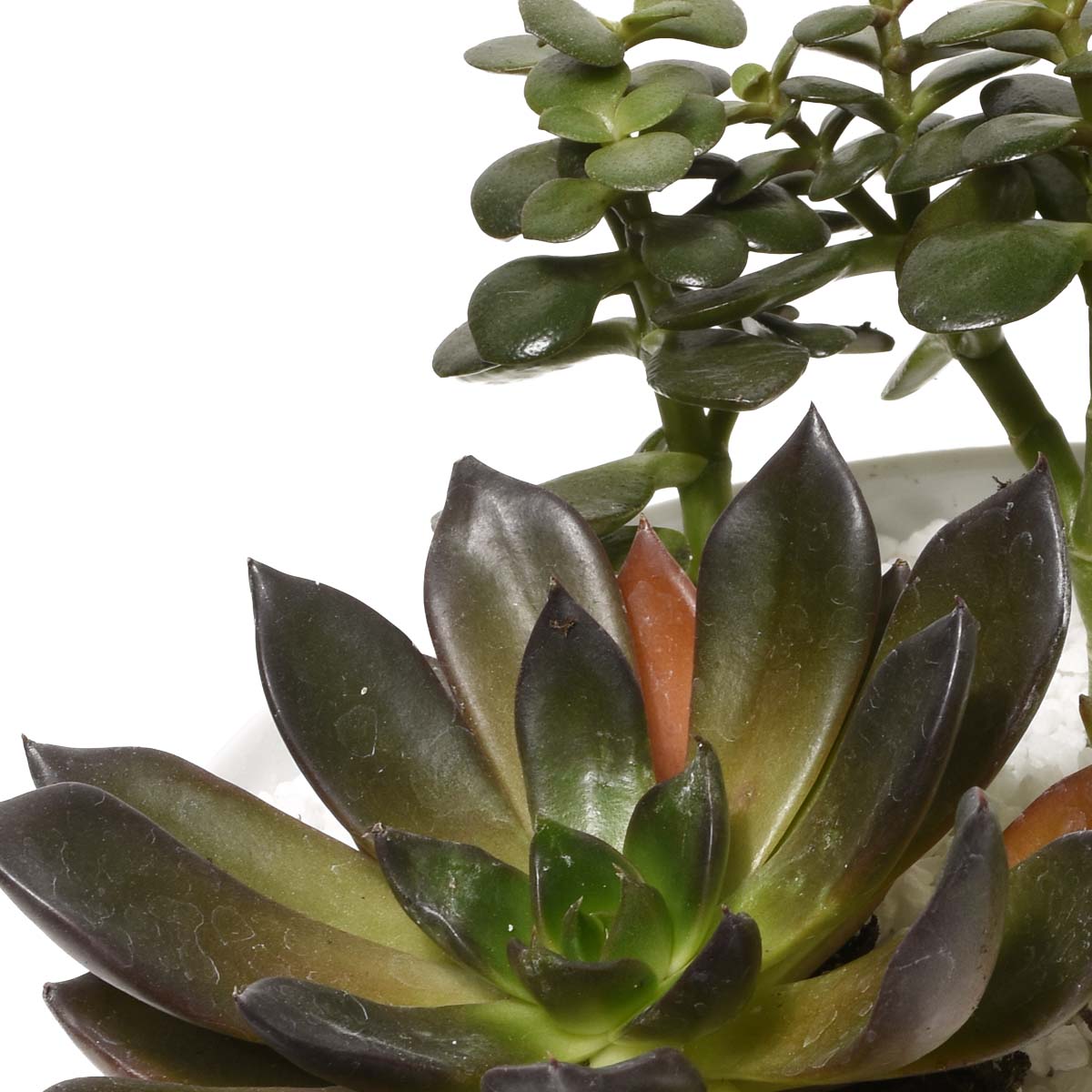 Jardins d'Eden Jardin Tropical (AR2512)