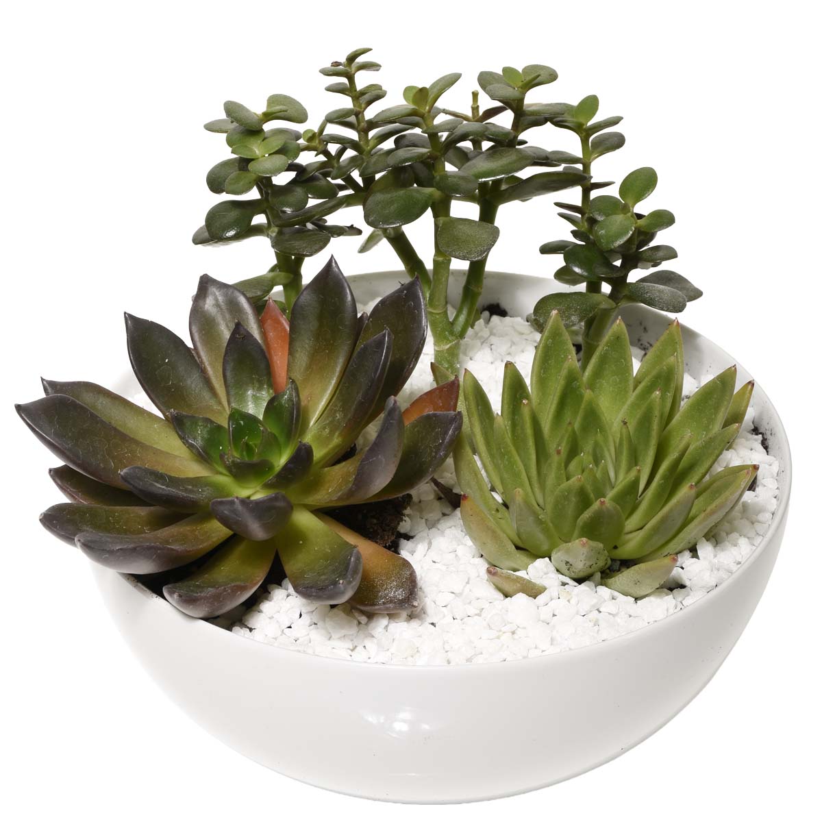 Jardins d'Eden Jardin Tropical (AR2512)