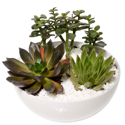 Jardins d'Eden Jardin Tropical (AR2512)