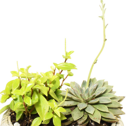 Two potted succulent plants on a white background